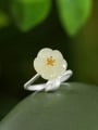 thumb 925 Sterling Silver Jade Flower Cute Band Ring 0