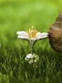 thumb 925 Sterling Silver Exquisite Wildflower Minimalist Ideas Dainty Stud Earring 1